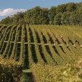 The Dynamic Relationship Between Vineyards and Wineries