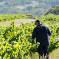 The Fascinating Relationship Between Vineyards and Wineries