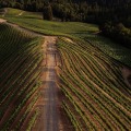 The Relationship Between Vineyards and Wineries