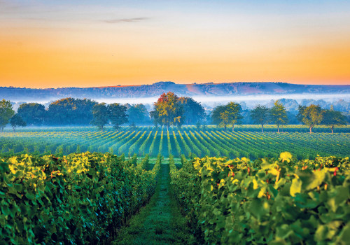 The Science and Art of Vineyard Production: Insights from a Viticulture Expert