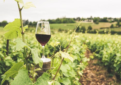 What Is Viticulture? The Essential Practices Every Winery Relies On