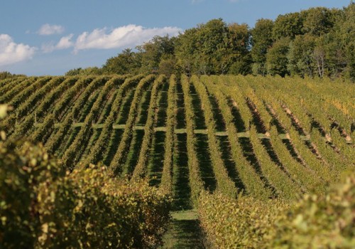 The Dynamic Relationship Between Vineyards and Wineries