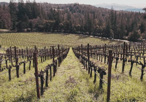 The Fascinating Wine Culture of Napa Valley