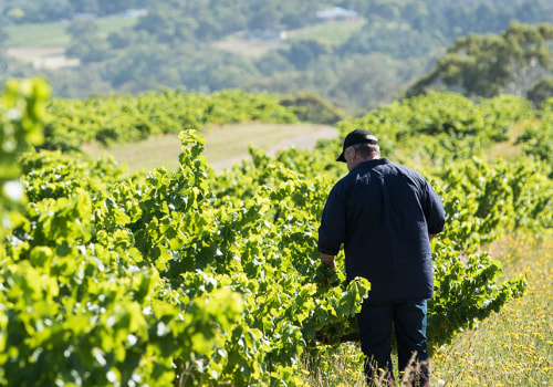 The Fascinating Relationship Between Vineyards and Wineries