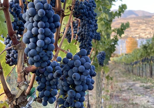 The Role of Vineyards and Wineries in the Wine Industry